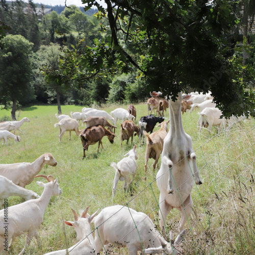 Herde von Hausziegen (Capra aegagrus hircus) auf der Weide photo