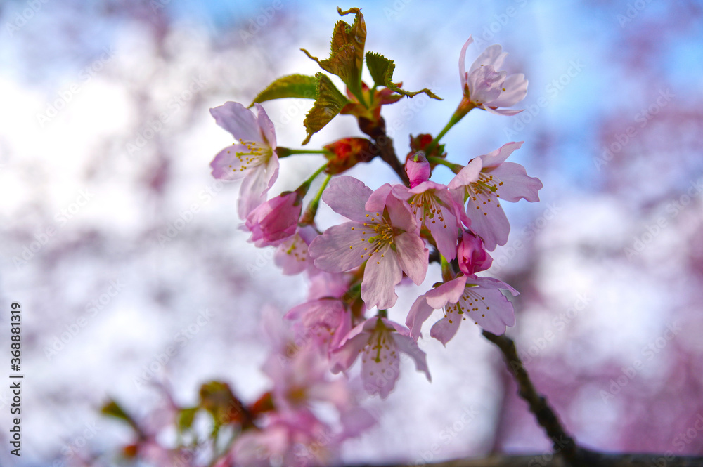 isolated sakura branch in bloom on a blurred background