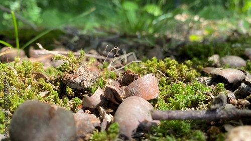 Cracked nuts in the forest on moss ground