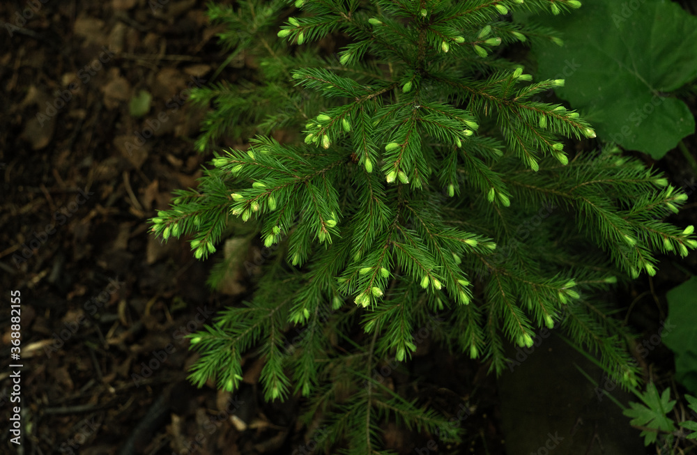 Small, green, live Christmas tree in the garden