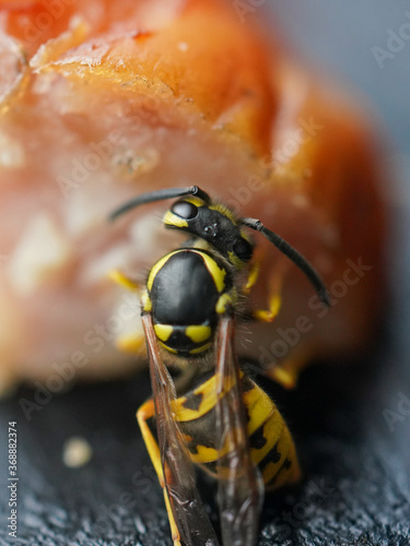 Wasp on the sausage
