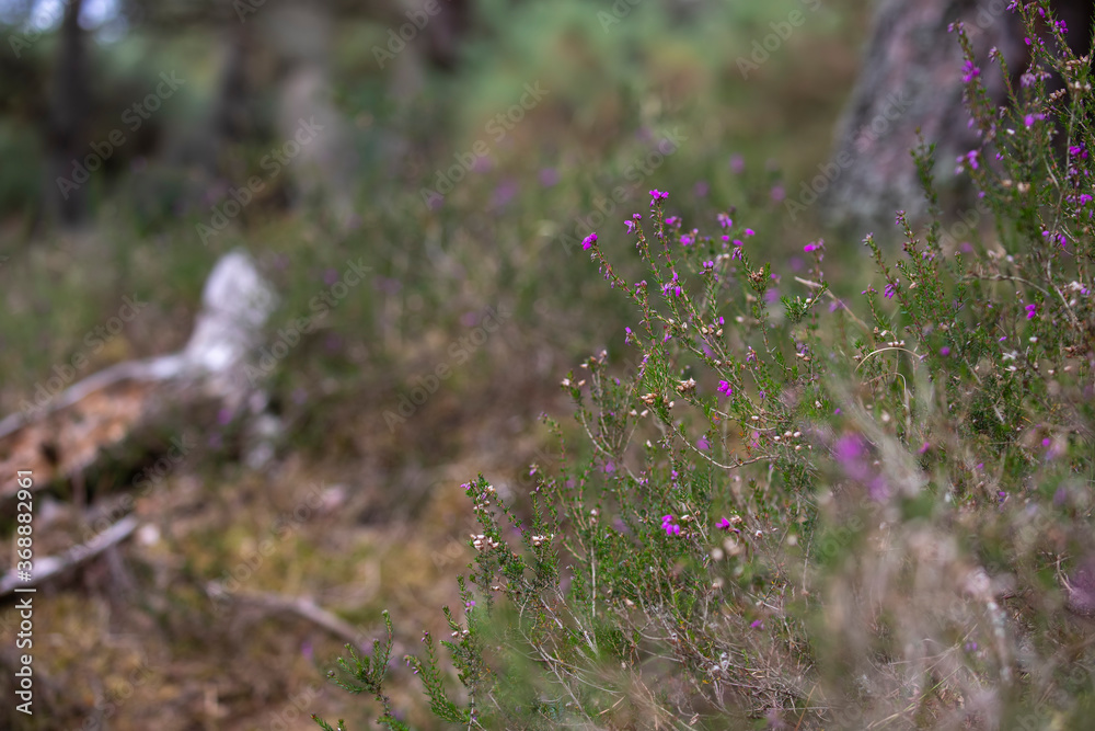 Bell heather, Erica cinerea, flowering plant taken with woodland background during a sunny summers day in scotland.