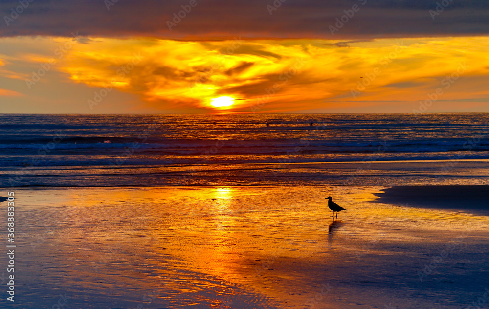 Silouette of a seagull on the beach at sunset, Seaside, Oregon coast