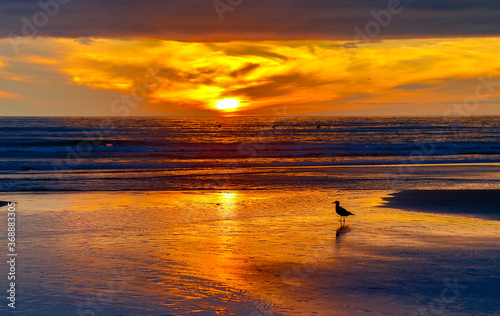 Silouette of a seagull on the beach at sunset, Seaside, Oregon coast