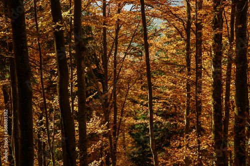 Pattern of trees with yellow leaves in fall forest
