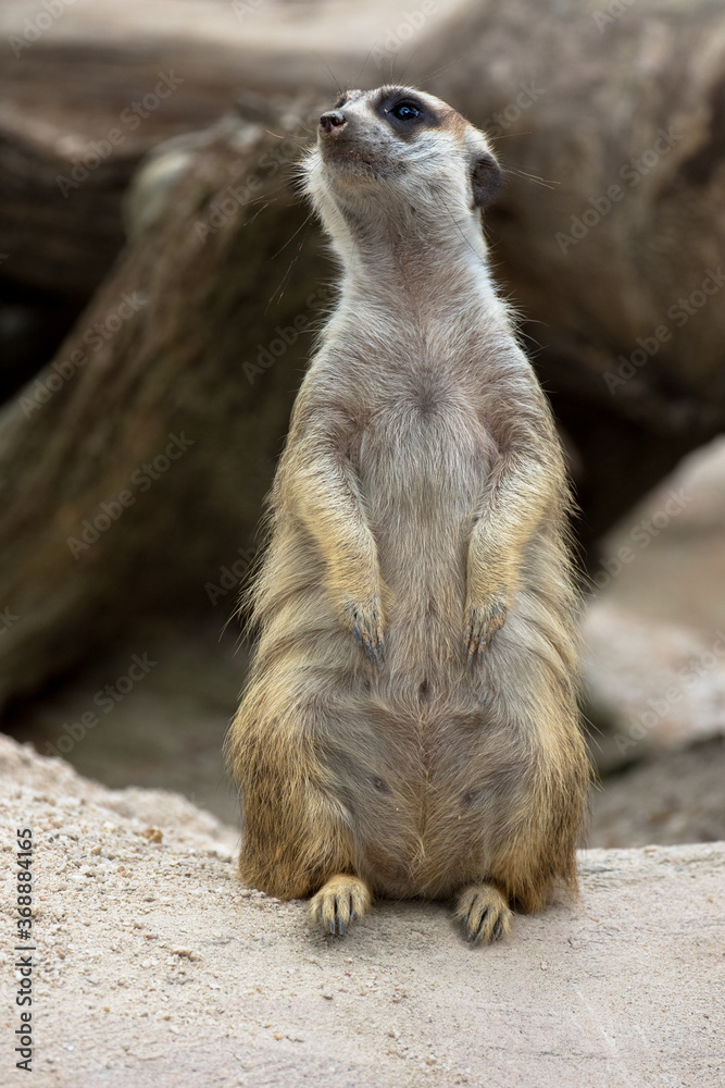 Meerkat standing erect and alert Meerkat standing erect and alert