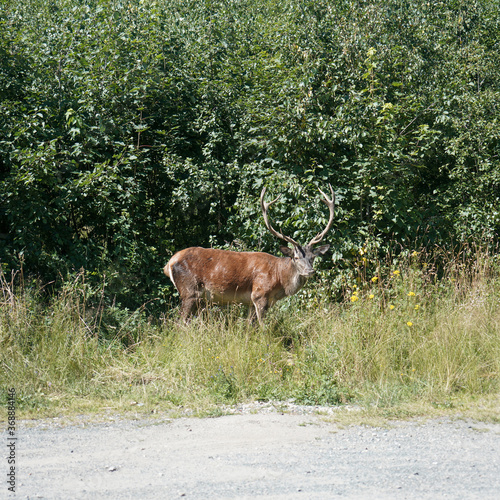 Fototapeta Naklejka Na Ścianę i Meble -  Deer