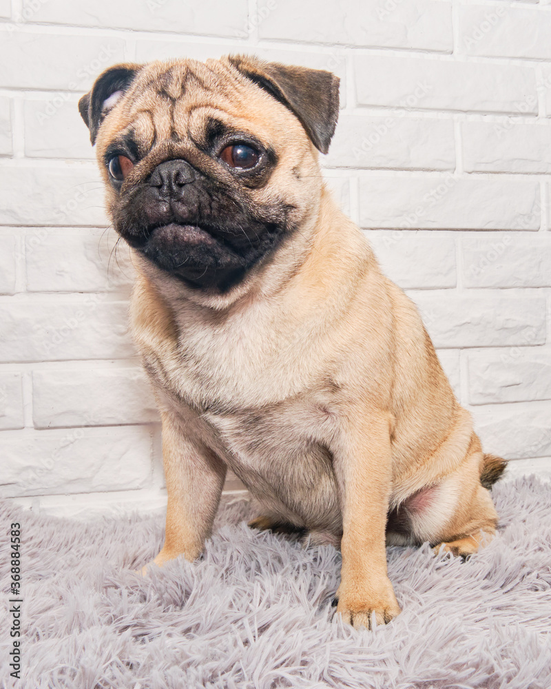 A funny pug sits against the background of a brick in an animal care salon.