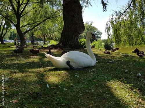 Swans in the park