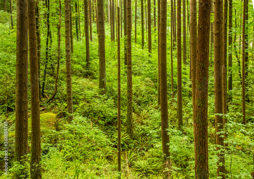 A forest of ferns and fir trees along the trail to Elwa Falls in the Columbia River Gorge Natioanl Scenic Area, Oregon