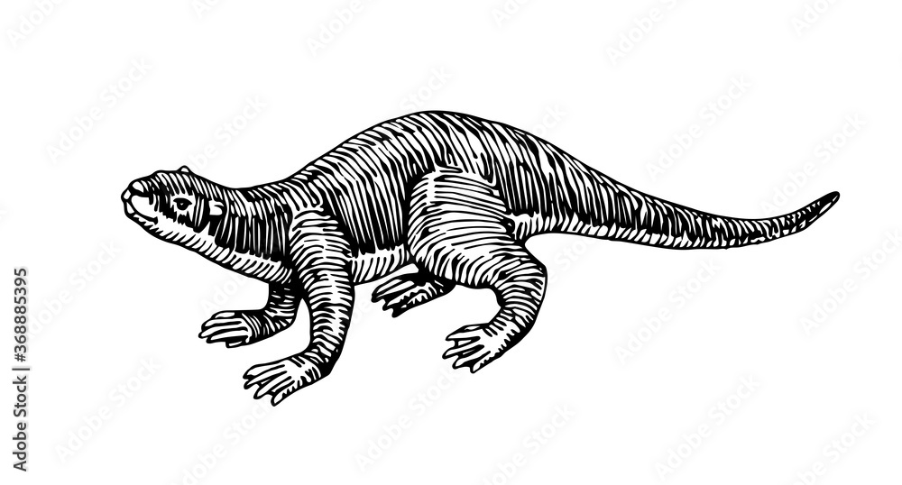 young cute otter, mammal marine animal, for logo or emblem, engraving, sketch, vector illustration with black ink lines isolated on a white background in a hand drawn style young cute otter, mammal marine animal, for logo or emblem, engraving, sketch, vector illustration with black ink lines isolated on a white background in a hand drawn style
