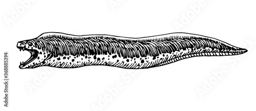 spotted moray, dangerous sea fish, delicious seafood, for logo or emblem, engraving, sketch, vector illustration with black ink lines isolated on a white background in a hand drawn style