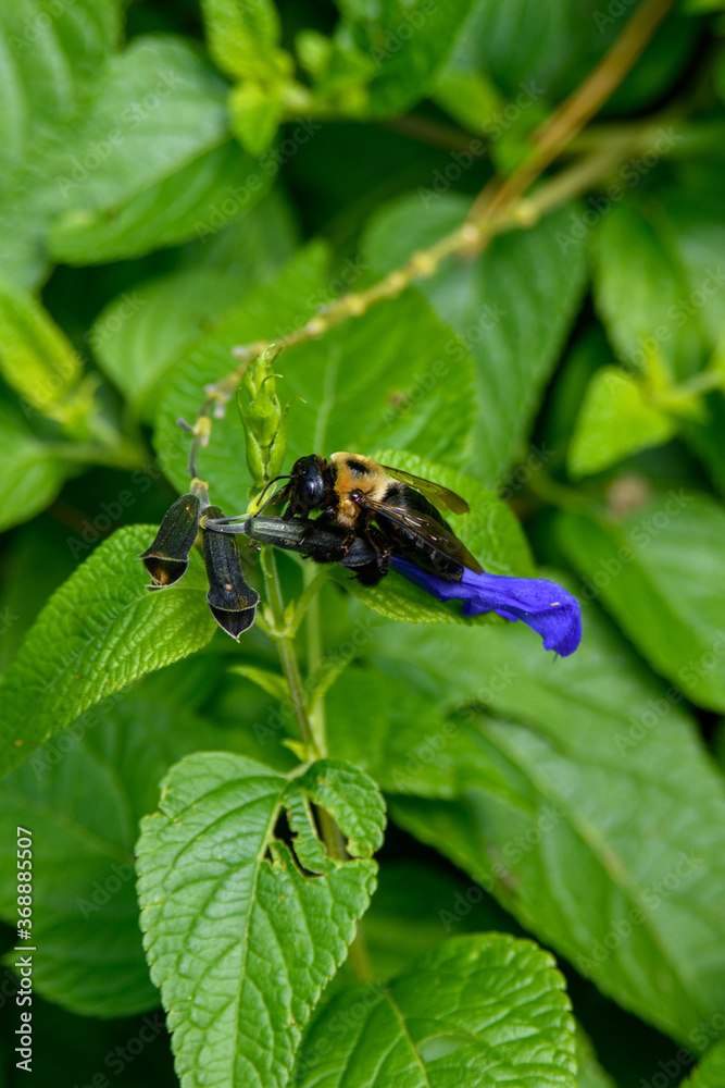 bee on leaf bee on leaf