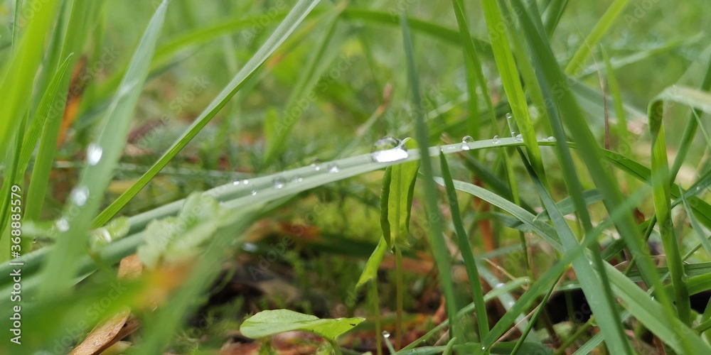 grass with dew drops