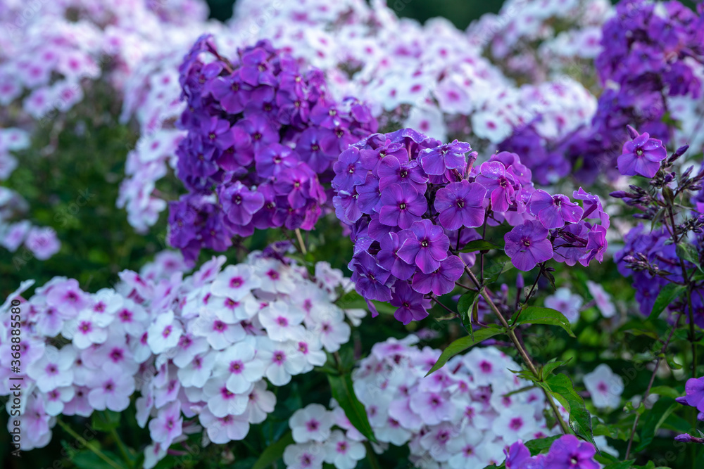 Amazing phloxes in botanical garden of Moscow univerity Amazing phloxes in botanical garden of Moscow univerity