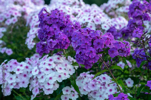 Amazing phloxes in botanical garden of  Moscow univerity