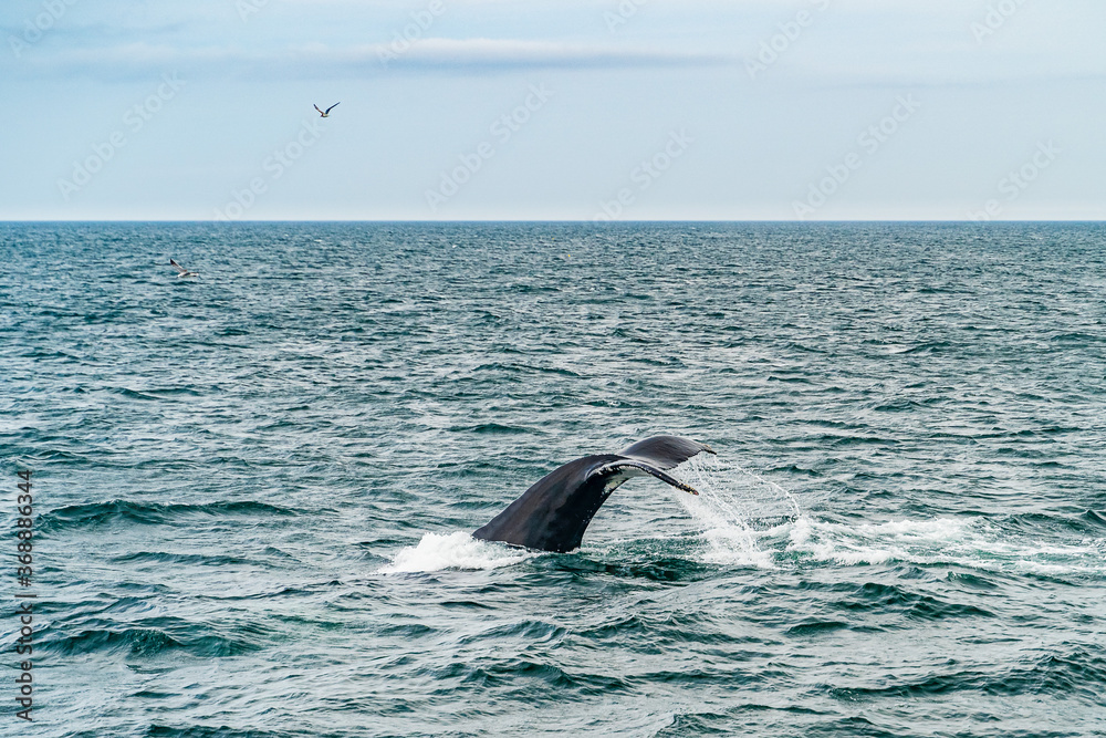 Fototapeta premium Humpback Whale Provincetown, Cape Cod, Massachussetts, US