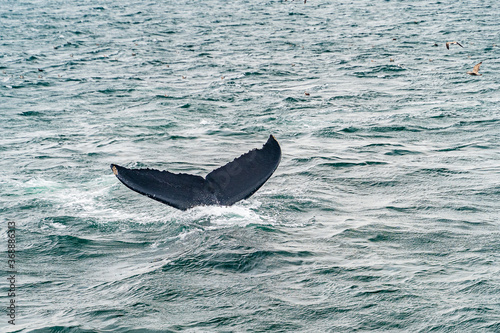 Humpback Whale Provincetown  Cape Cod  Massachussetts  US