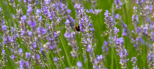 lavender flowers in the field with bee © Steve