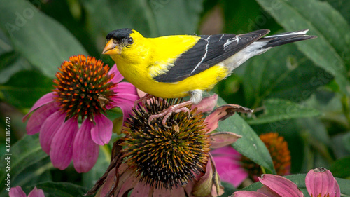 Fotografia Goldfinch on a flower