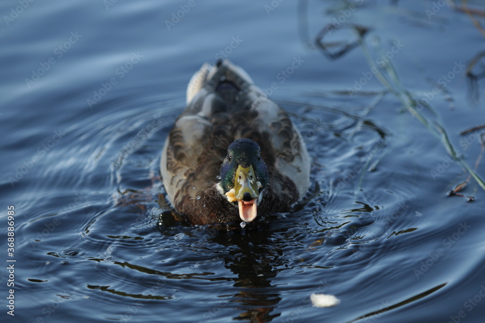 Obraz premium duck in the water eating