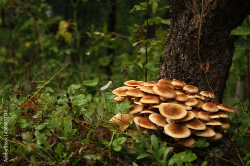 Honey mushrooms on the tree