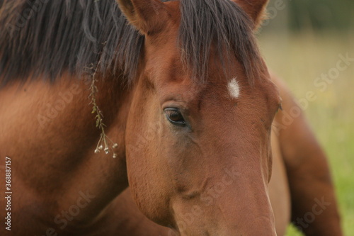 Close up of horse with the flower in its mane