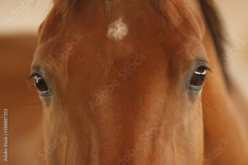 Close up of chestnut horse's head