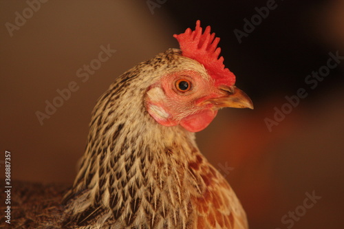Chicken on a farm close-up portrait