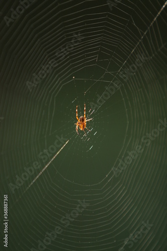 Red spider sitting on its web lighted with sunlight