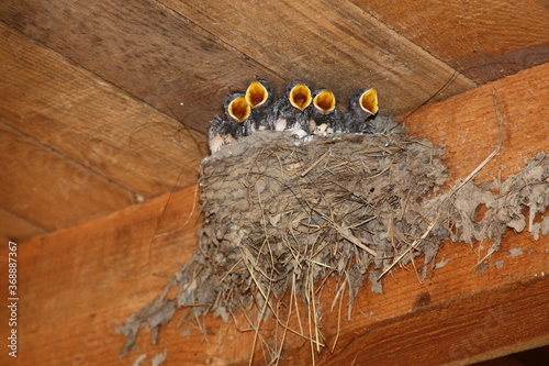 Five nestlings cheeping in their nest inside a barn