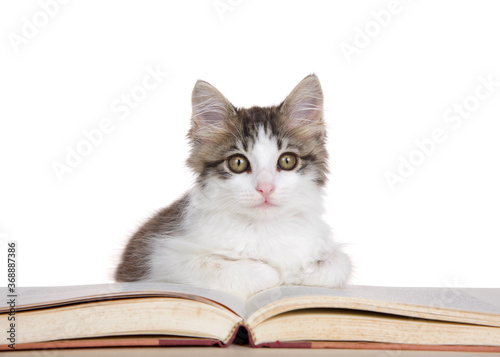 Adorable gray and white kitten curled up on a storybook looking at viewer. Isolated on white.