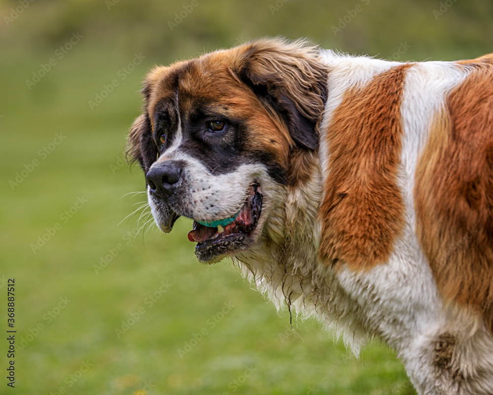 porttait of happy and cute saint bernard dogs face with sweet expression and tiny ball inside the mouth, blured background