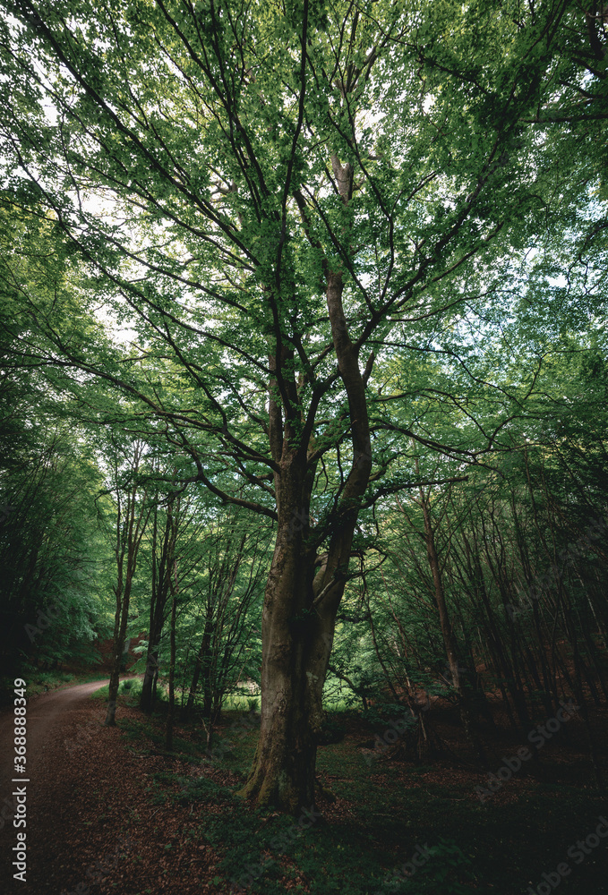 Naklejka premium A great ancient wildwood tree, branches spreading towards the sky
