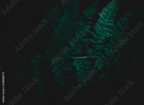 Dark picture of tropical leaves in rainforest, moody setting. Black background.