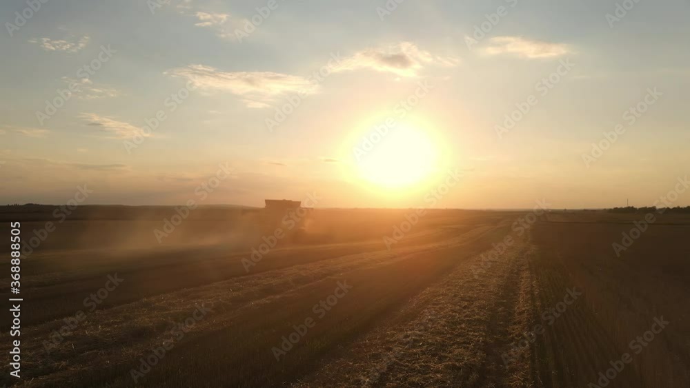 Aerial drone view: combine harvesters working in wheat field on sunset. Organic farming. Agriculture theme, harvesting season Aerial drone view: combine harvesters working in wheat field on sunset. Organic farming. Agriculture theme, harvesting season