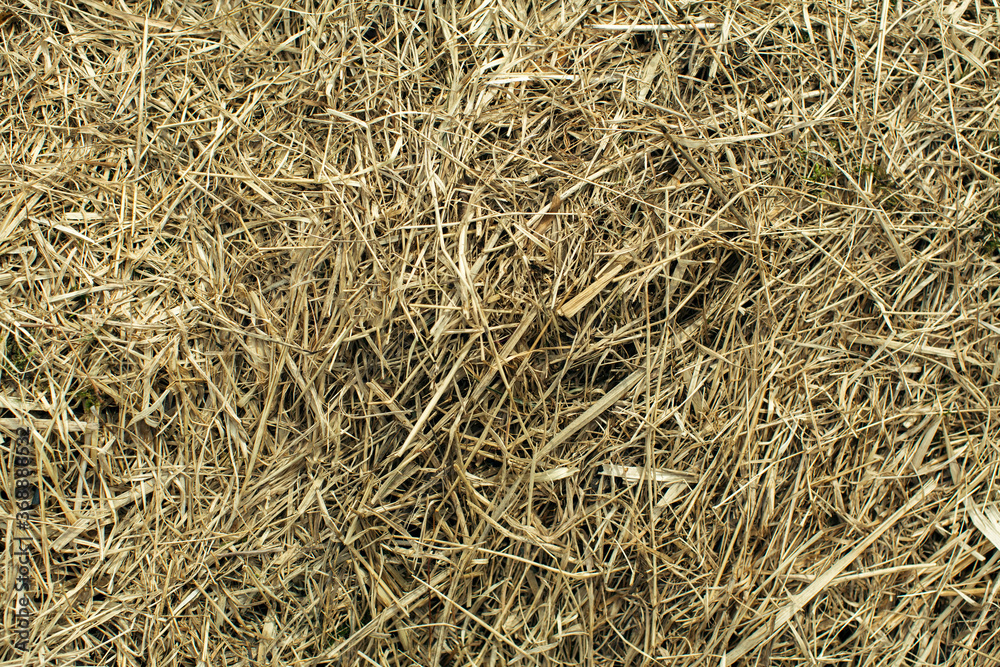 Hay texture of the Dry grass close-up.