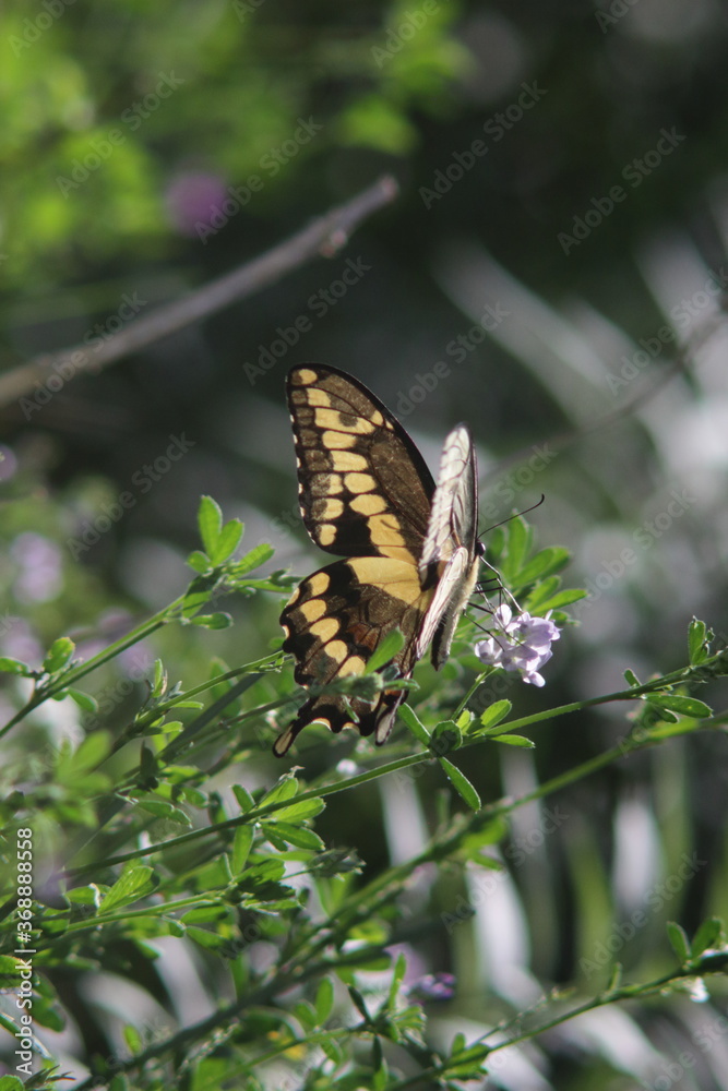 Canadian tiger swallowtail yellow butterfly Canadian tiger swallowtail yellow butterfly