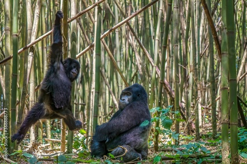 Фототапет A rare view of family behavior, as a male silverback mountain gorilla watches his son playfully swinging on a vine in a bamboo forest in Rwanda
