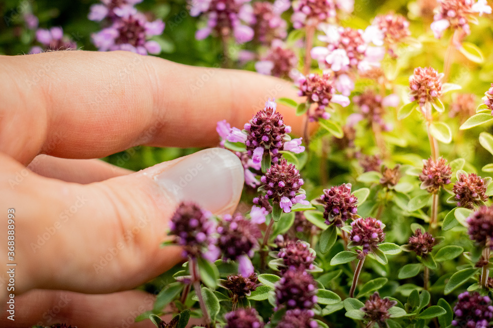 Fingers in purple thyme flowers Fingers in purple thyme flowers