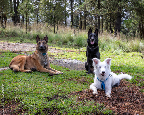 Belgian Malinois shepher dog and black German shepherd  sitting beside white Border Collie in natural forest photo