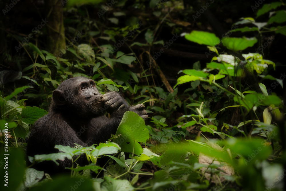 Obraz premium Portrait of an adult male wild chimpanzee sitting in the forest of Kibale National Park, Uganda