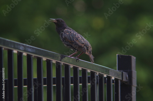 Foto starling sitting on a metal fence
