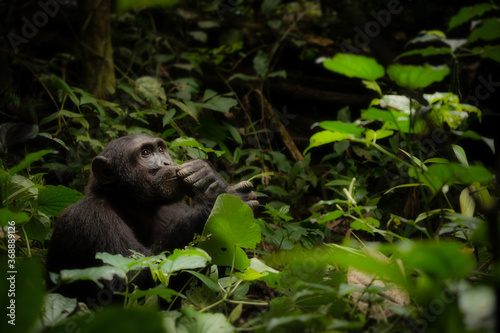 Portrait of an adult male wild chimpanzee sitting in the forest of Kibale National Park  Uganda