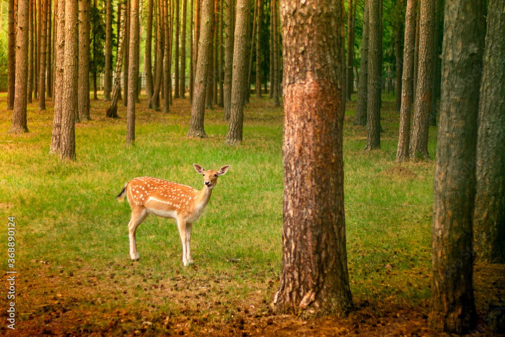 Little cute spotted deer in a forest glade among the pines in the sun Little cute spotted deer in a forest glade among the pines in the sun