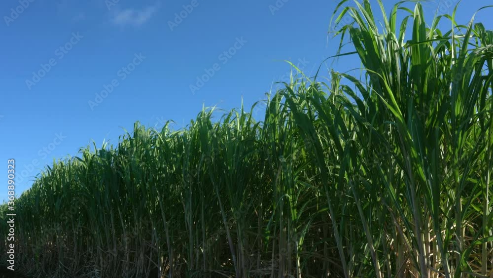 Okinawa,Japan-July 20, 2020: Sugar Cane Field in Miyako island, Okinawa, Japan
Okinawa,Japan-July 20, 2020: Sugar Cane Field in Miyako island, Okinawa, Japan