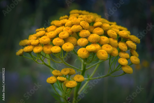 Yellow herb tanacetum vulgare on background leaf close-up.