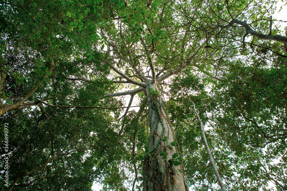 © EZ PHOTOS - Below perspective view of a majestic giant Samauma tree and its leaves in the Amazon rainforest. Botany, ecology, environment, conservation and biodiversity concept.