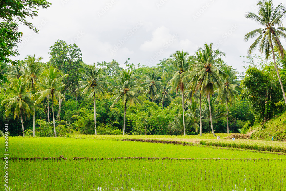 Jawa, Insel, Indonesia,,borubodur, Temple, , vulcano. sawa, rise Jawa, Insel, Indonesia,,borubodur, Temple, , vulcano. sawa, rise