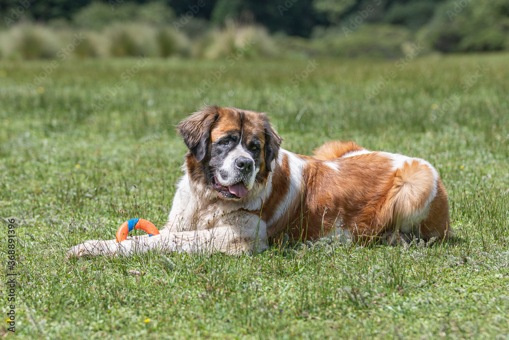 portrait of happy st bernard dog in grass with colorful toy